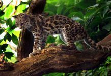 Extraordinaria variedad de fauna y flora en la Sierra de las Minas