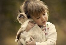 El gato como mascota Mi mascota el gato