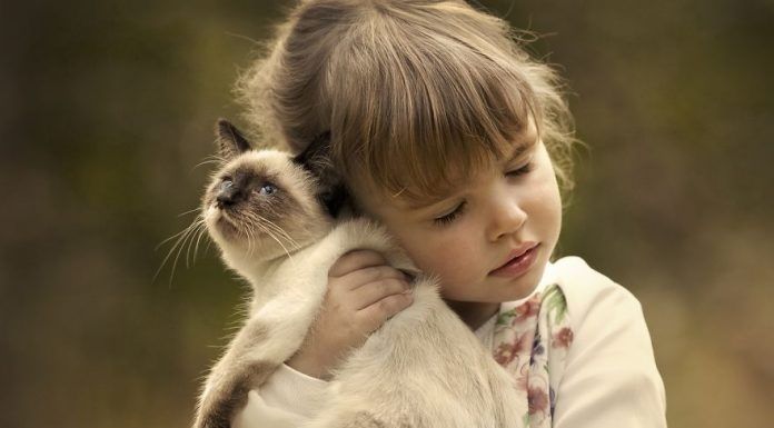 El gato como mascota Mi mascota el gato