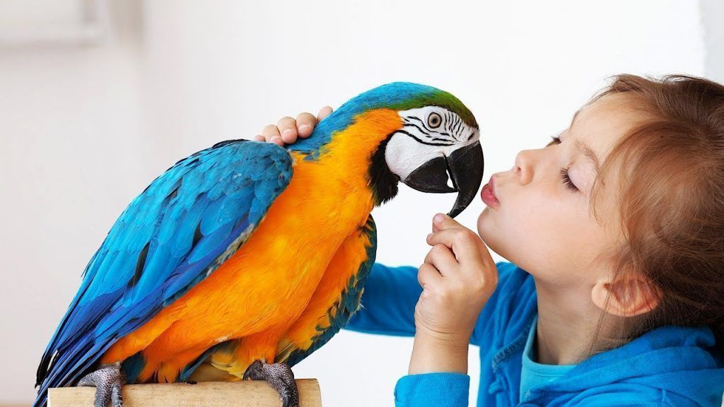 Loro como mascota