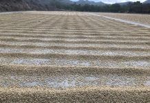 San Agustín Acasaguastlán, una mina de café para el mundo