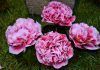 La camelia, flor de Galicia, monja blanca y marimba