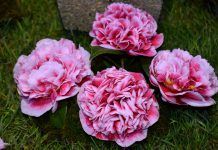 La camelia, flor de Galicia, monja blanca y marimba
