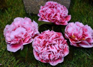 La camelia, flor de Galicia, monja blanca y marimba