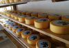 Chancol, queso suizo de Guatemala hecho con “mil amores” Los lácteos para el crecimiento
