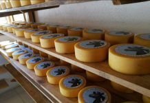 Chancol, queso suizo de Guatemala hecho con “mil amores” Los lácteos para el crecimiento