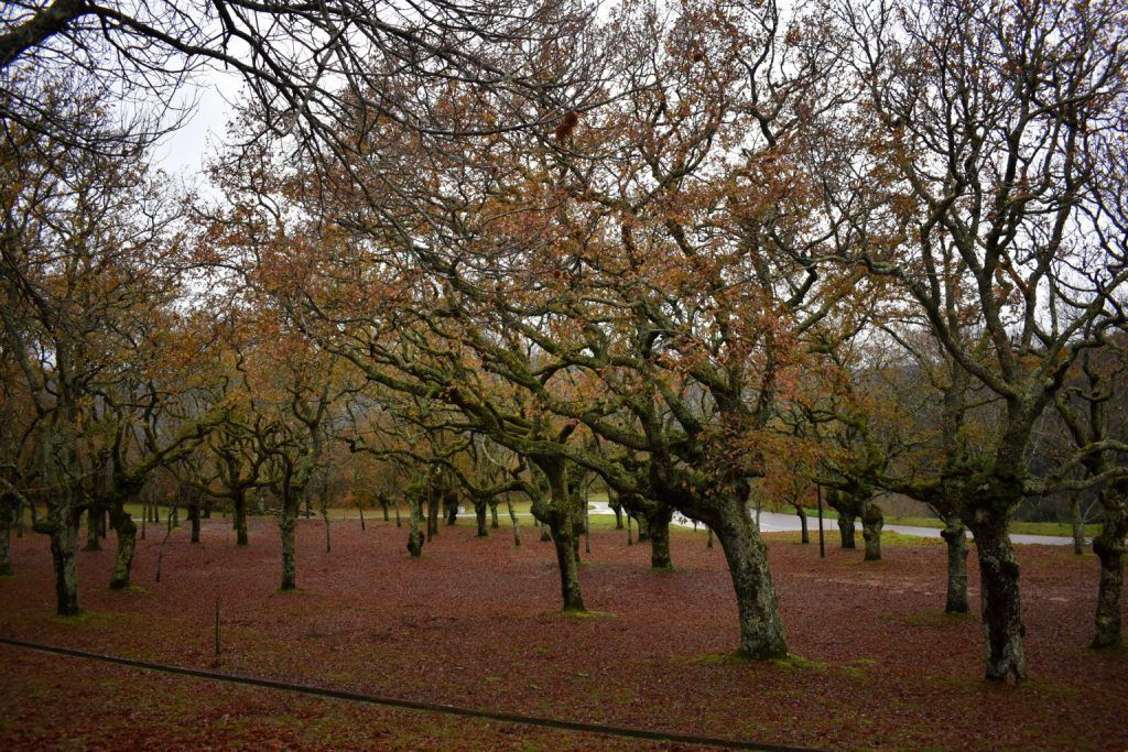 Carballeira de San Xusto a finales de otoño
