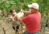 La solidaridad continúa gota a gota y grano a grano por el Motagua Alcalde de San Cristóbal Acasaguastlán repartiendo víveres