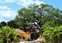 La sombra de la ceiba es densa como su historia Ceiba en el Parque de la Sagrada Familia de El Jícaro