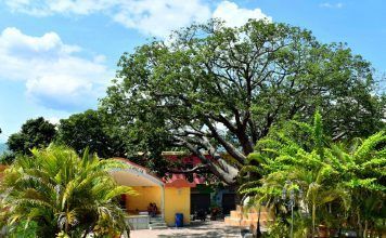 La sombra de la ceiba es densa como su historia Ceiba en el Parque de la Sagrada Familia de El Jícaro