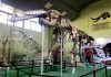 Museo de Paleontología Roberto Wookfolk: viaje a la prehistoria Museo de Paleontología, Arqueología y Geología Roberto Wookfolk en Estanzuela
