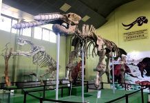 Museo de Paleontología Roberto Wookfolk: viaje a la prehistoria Museo de Paleontología, Arqueología y Geología Roberto Wookfolk en Estanzuela