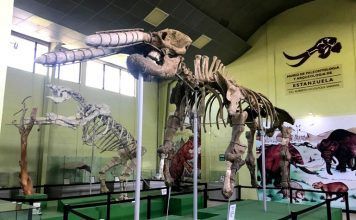 Museo de Paleontología Roberto Wookfolk: viaje a la prehistoria Museo de Paleontología, Arqueología y Geología Roberto Wookfolk en Estanzuela