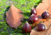 La sorprendente naturaleza en otoño Naturaleza en otoño: castañas y hojas secas