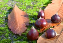 La sorprendente naturaleza en otoño Naturaleza en otoño: castañas y hojas secas