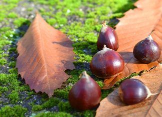 La sorprendente naturaleza en otoño Naturaleza en otoño: castañas y hojas secas