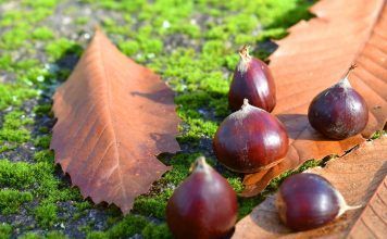 La sorprendente naturaleza en otoño Naturaleza en otoño: castañas y hojas secas
