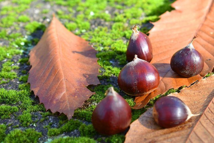 Naturaleza en otoño: castañas y hojas secas