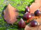 La sorprendente naturaleza en otoño Naturaleza en otoño: castañas y hojas secas