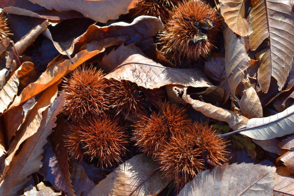 Fin de ciclo: madura el fruto, cae la hoja... es otoño
