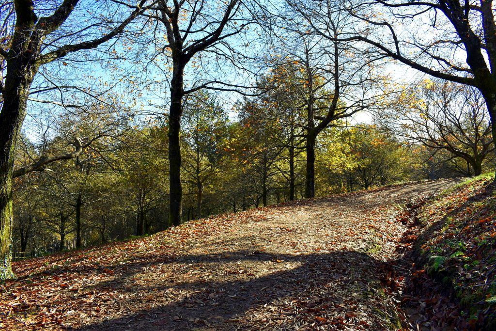 Las hojas secas alfombran los caminos en otoño