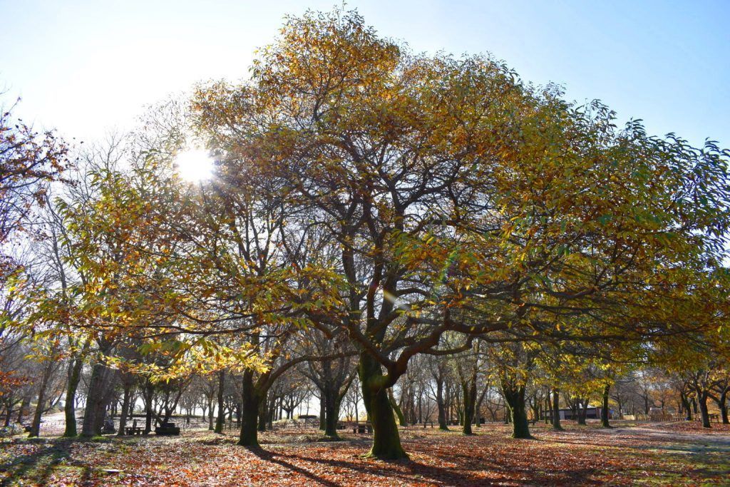 El sol entrando en el bosque en otoño aprovechando la caída de la hoja