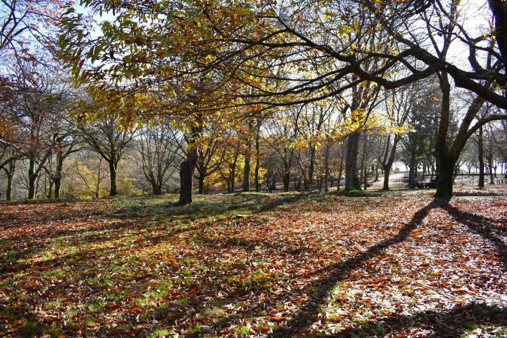 Los rayos de son proyectan sombras de árboles desnudos en otoño