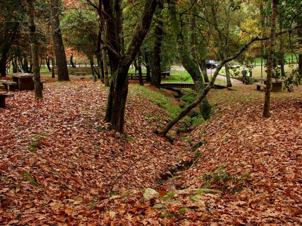 Parque forestal en otoño en Vigo