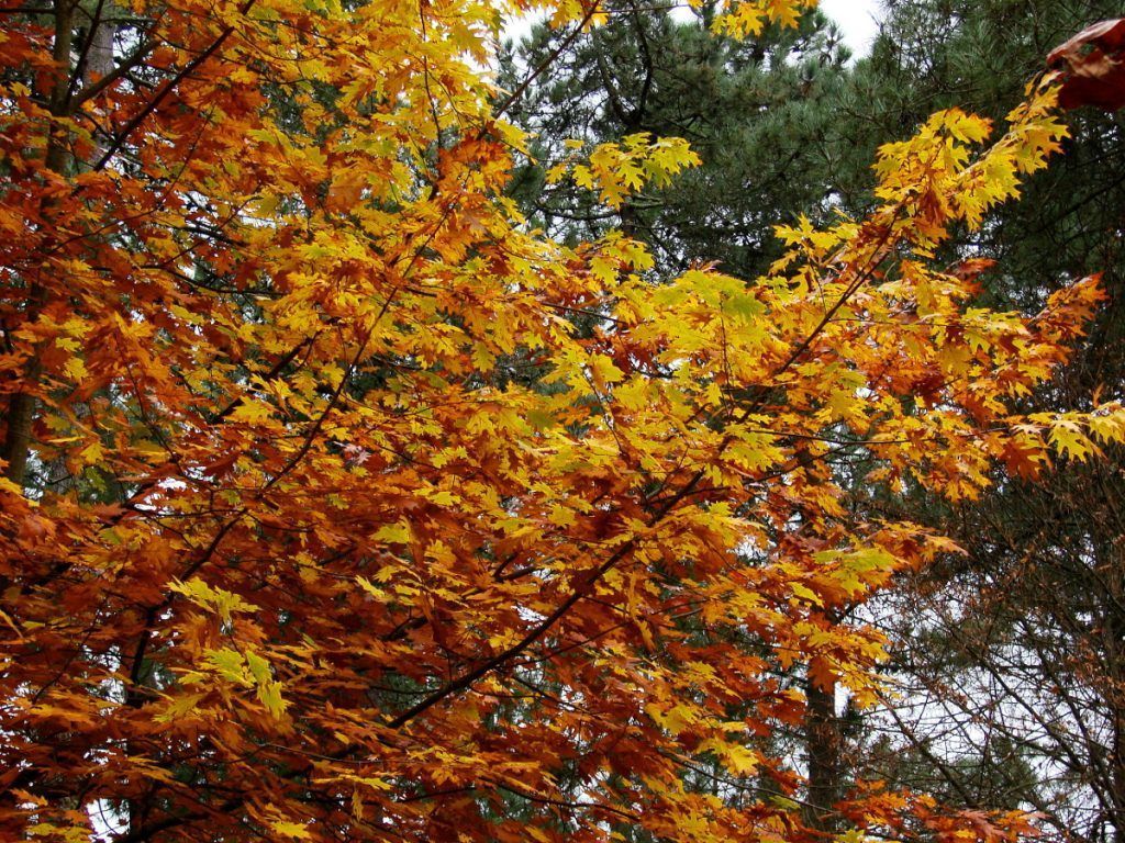 Colores cálidos en intensos del otoño