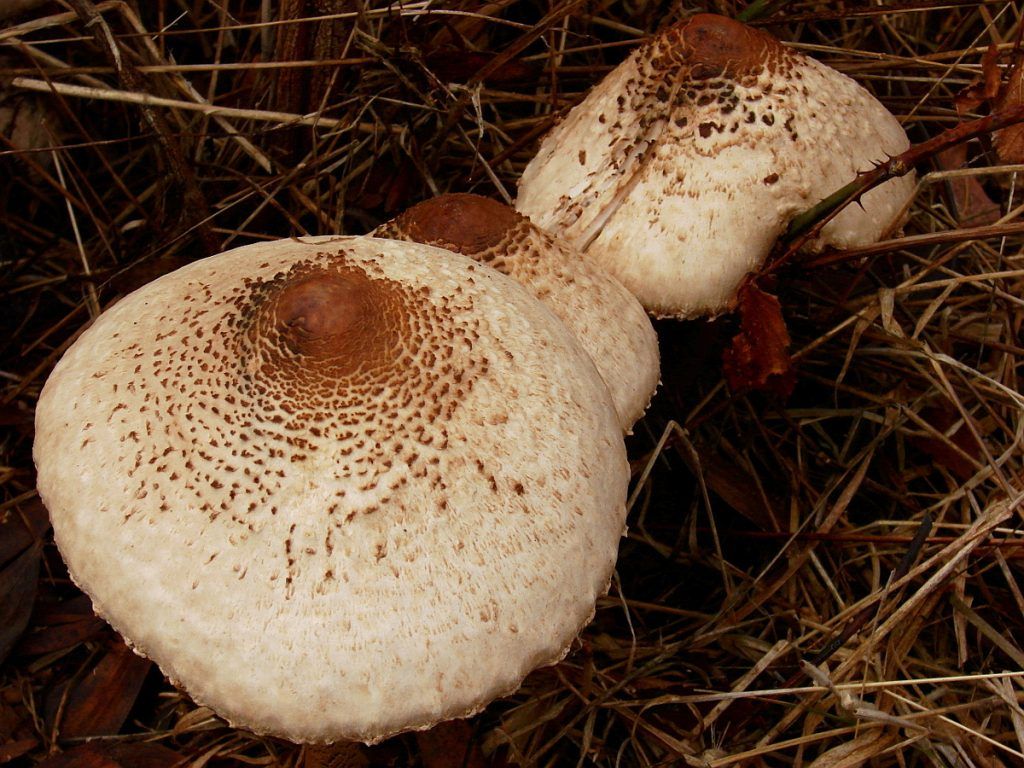 Las setas aparecen en el bosque con las primeras lluvias de otoño