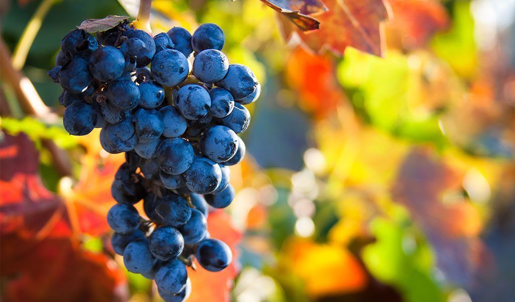 La vendimia indica la llegada del otoño