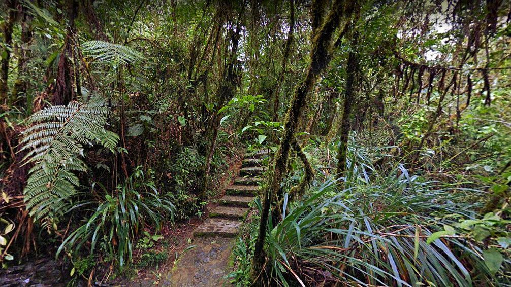 Vegetación exuberante en el Biotopo del Quetzal