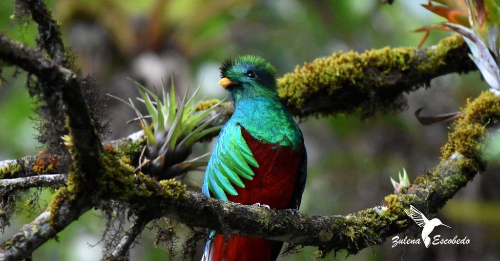 El Biotopo de Purulhá, hábitat del quetzal