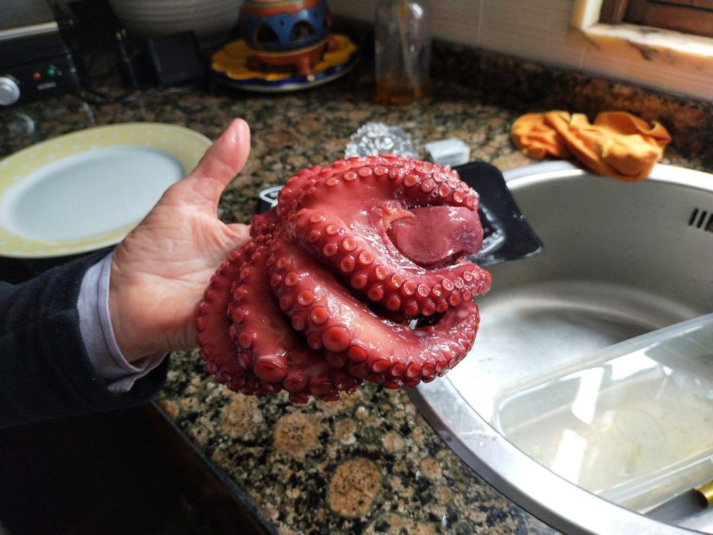 Pulpo