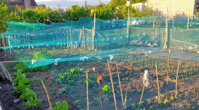 Huerto terapéutico, alimento para alma y cuerpo Huerto terapéutico