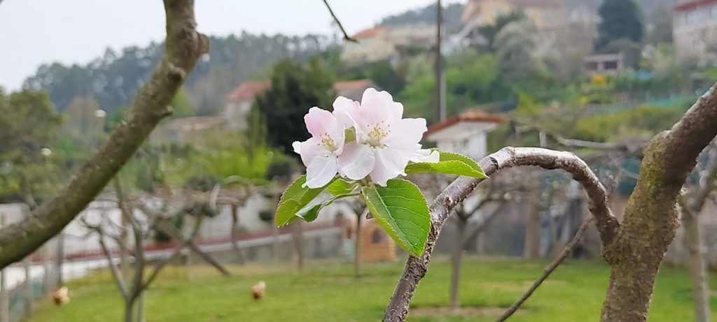 Flor de manzano