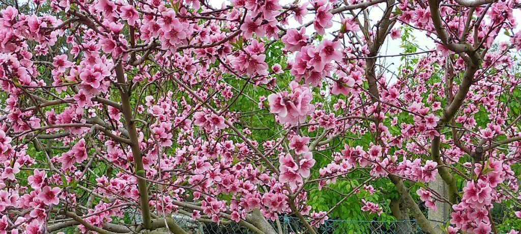 flor de melocotonero