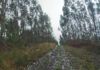 Una grata caminata por el monte bajo la lluvia Lluvia y niebla en el monte