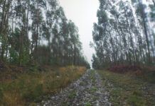 Una grata caminata por el monte bajo la lluvia Lluvia y niebla en el monte