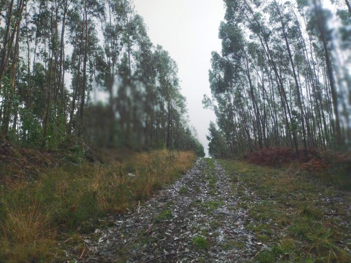 Lluvia y niebla en el monte